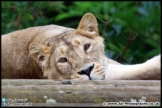 Cotswold_Wildlife_Park_29_08-15_AE_019