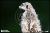 Cotswold_Wildlife_Park_29_08-15_AE_025