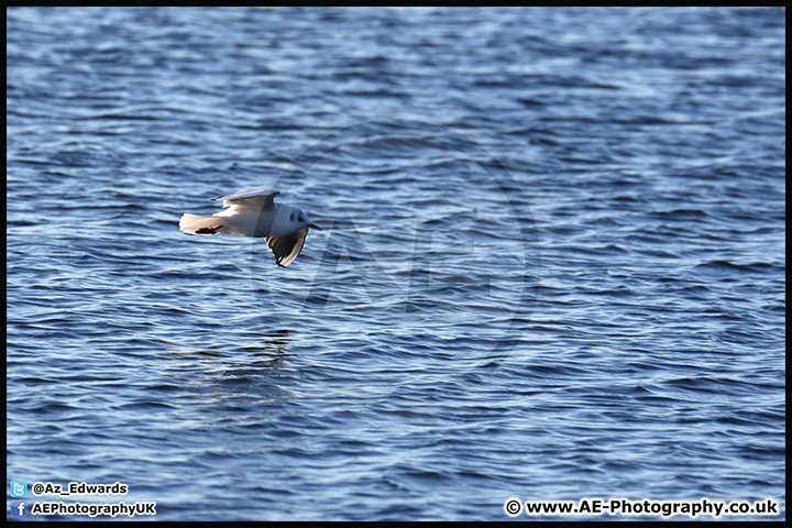 Lepe_Beach_02-02-13_AE_010.jpg