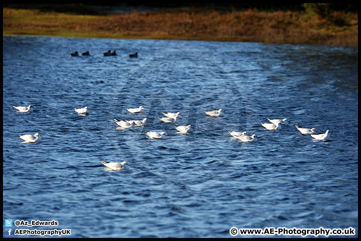 Lepe_Beach_02-02-13_AE_011.jpg