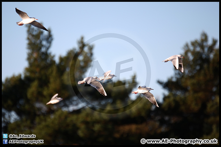 Lepe_Beach_02-02-13_AE_012.jpg