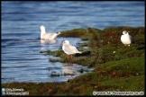 Lepe_Beach_02-02-13_AE_008