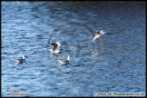 Lepe_Beach_02-02-13_AE_009