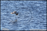 Lepe_Beach_02-02-13_AE_010