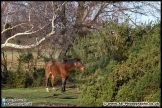 Lepe_Beach_02-02-13_AE_014