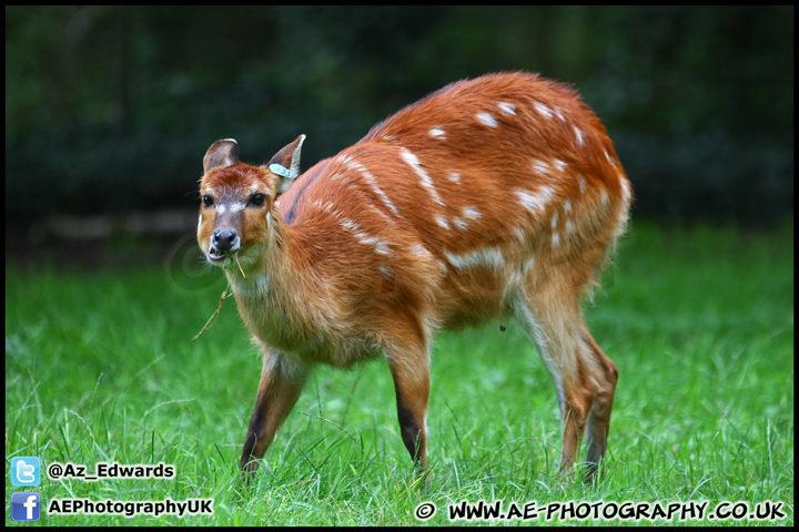 Marwell_Zoo_100912_AE_019.jpg