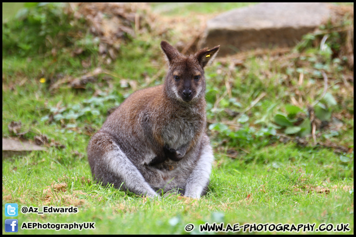 Marwell_Zoo_100912_AE_024.jpg