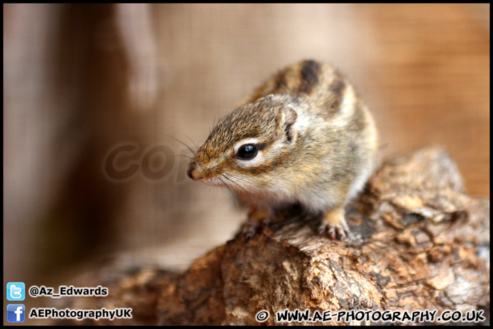 Marwell_Zoo_100912_AE_026.jpg