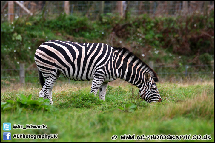 Marwell_Zoo_100912_AE_027.jpg