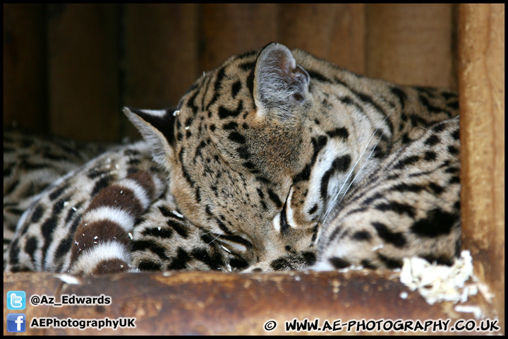 Marwell_Zoo_100912_AE_028.jpg
