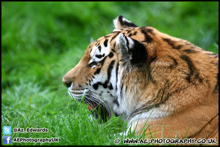 Marwell_Zoo_100912_AE_035.jpg