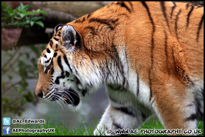 Marwell_Zoo_100912_AE_043.jpg