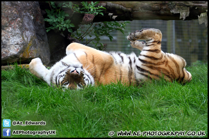 Marwell_Zoo_100912_AE_046.jpg