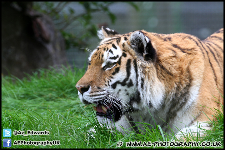 Marwell_Zoo_100912_AE_049.jpg