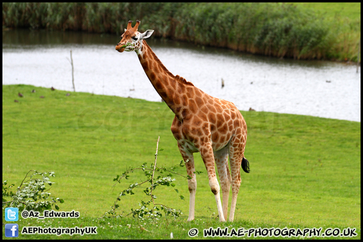 Marwell_Zoo_100912_AE_051.jpg