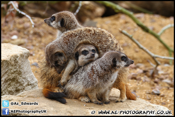 Marwell_Zoo_100912_AE_054.jpg