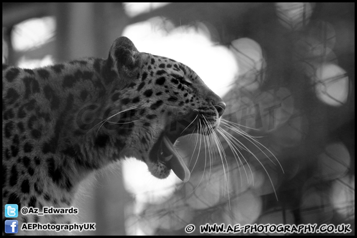 Marwell_Zoo_100912_AE_057.jpg