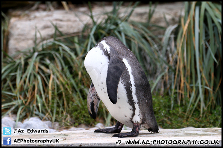 Marwell_Zoo_100912_AE_062.jpg