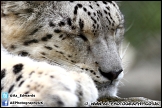 Marwell_Zoo_100912_AE_008