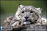 Marwell_Zoo_100912_AE_011