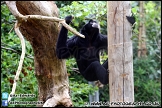 Marwell_Zoo_100912_AE_018