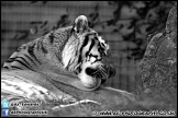 Marwell_Zoo_100912_AE_029