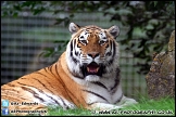 Marwell_Zoo_100912_AE_032
