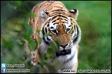 Marwell_Zoo_100912_AE_033