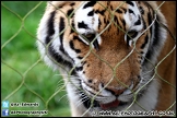 Marwell_Zoo_100912_AE_034