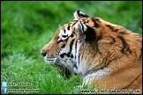 Marwell_Zoo_100912_AE_035