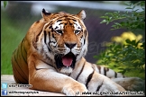 Marwell_Zoo_100912_AE_038