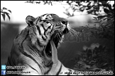 Marwell_Zoo_100912_AE_039