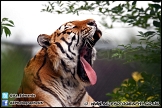 Marwell_Zoo_100912_AE_040