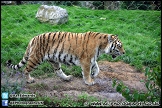 Marwell_Zoo_100912_AE_041