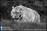 Marwell_Zoo_100912_AE_042