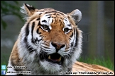 Marwell_Zoo_100912_AE_048