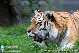 Marwell_Zoo_100912_AE_049