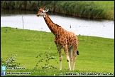 Marwell_Zoo_100912_AE_051