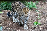 Marwell_Zoo_100912_AE_056