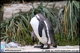 Marwell_Zoo_100912_AE_062