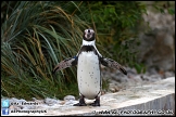 Marwell_Zoo_100912_AE_063