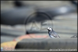 Trucks_Brands_Hatch_130414_AE_033