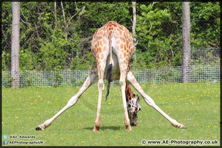 Marwell_Zoo_25-05-15_AE_002.jpg