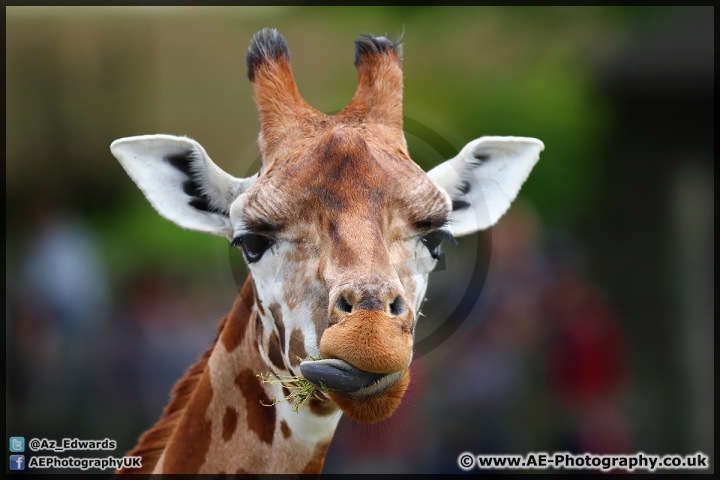 Marwell_Zoo_25-05-15_AE_005.jpg