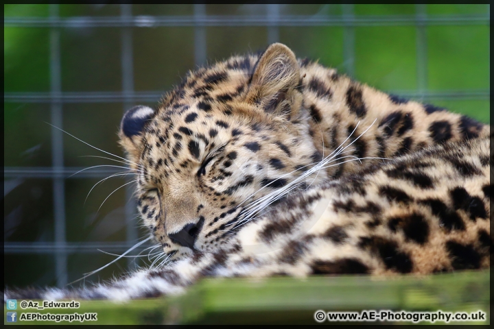 Marwell_Zoo_25-05-15_AE_006.jpg