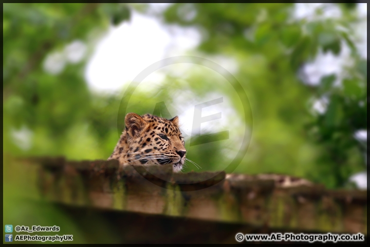 Marwell_Zoo_25-05-15_AE_007.jpg
