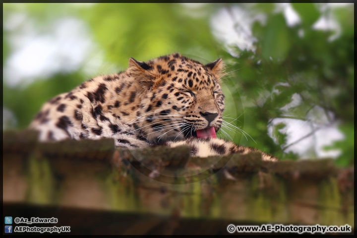 Marwell_Zoo_25-05-15_AE_009.jpg