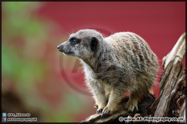 Marwell_Zoo_25-05-15_AE_010.jpg