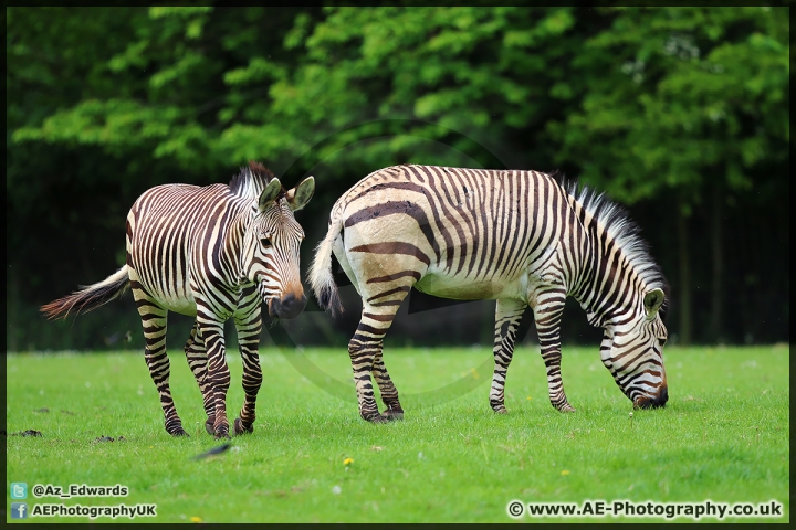 Marwell_Zoo_25-05-15_AE_011.jpg