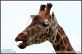 Marwell_Zoo_25-05-15_AE_003
